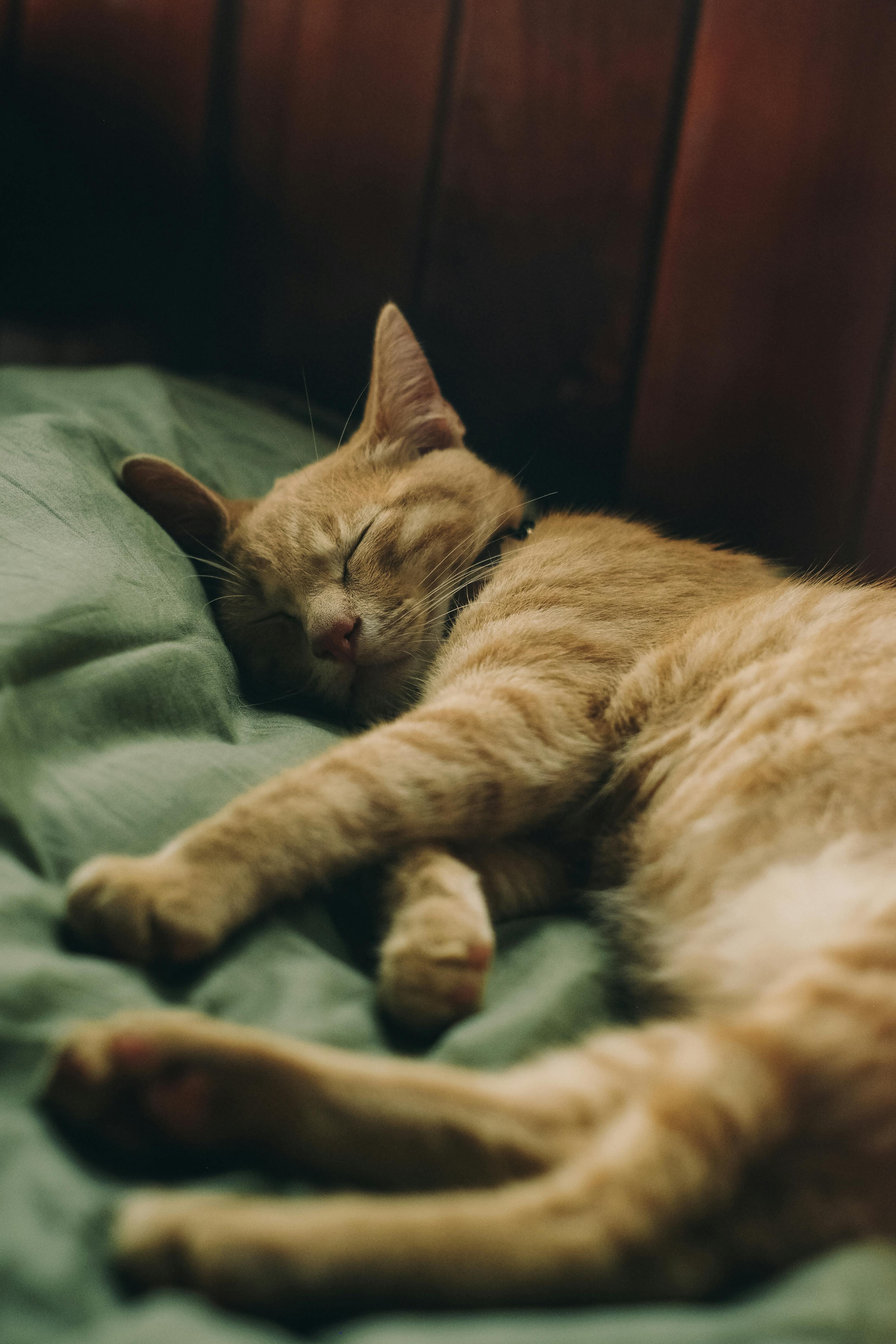 Sleeping with Pets in the Bed: Benefits, Challenges, and Sleep Solutions